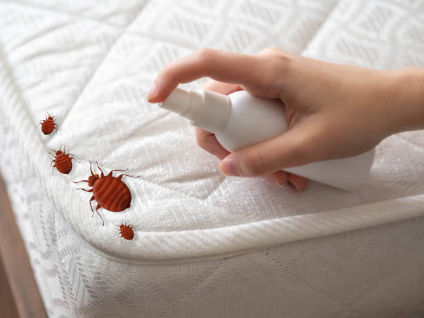 Professional Pest Control in Patrick Springs, VA